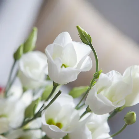 Ξενοδοχείο Rento Ιμάτρα