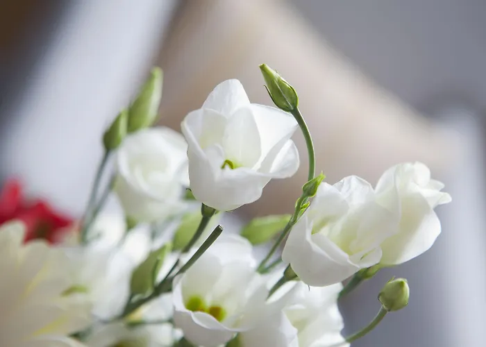 فندق Rento إيماترا